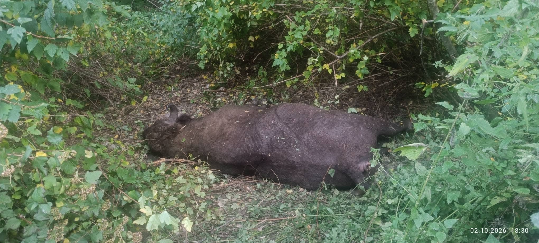 Зубр, якого збили на Львівщині / фото: Андрій Сенюк