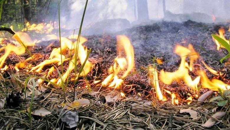 Сьогодні на Львівщині високий рівень пожежної небезпеки: що не варто робити
