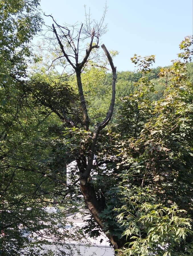 На Личаківській зріжуть аварійні дерева / фото ЛМР
