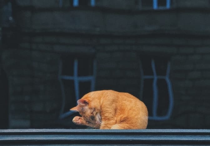 Фото: Daniil Shlive for unsplash
