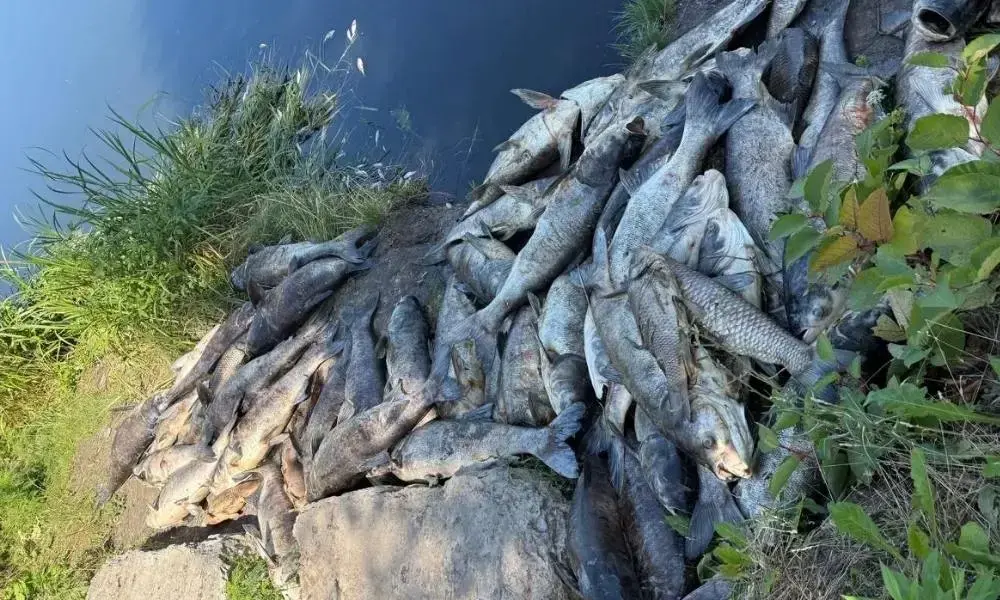Три тонни загиблої риби під Києвом: у КОВА назвали ймовірне джерело отруєння водойм