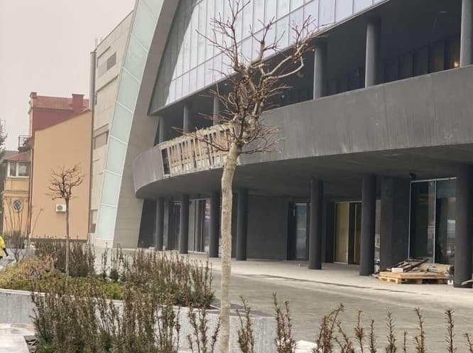 Дерева біля Палацу спорту у Львові. Чи відновить забудовник зелені насадження
