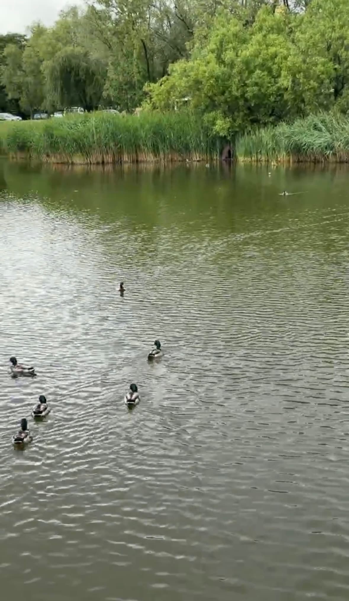 Скриншот із відео. Duck’s Lake, 2 червня
