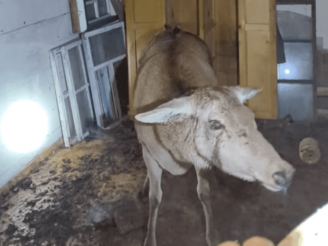 На Київщині врятували самку благородного оленя