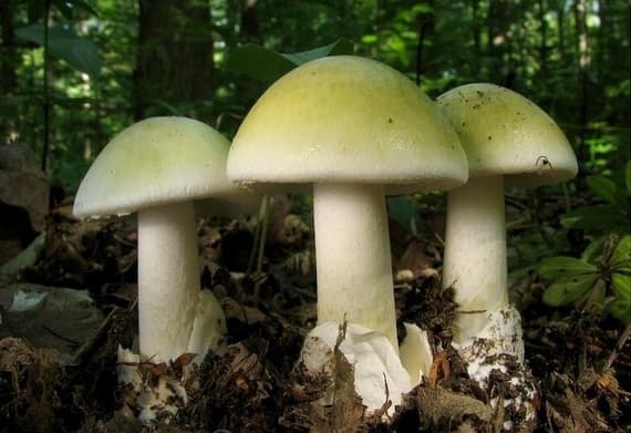 Фото умовне