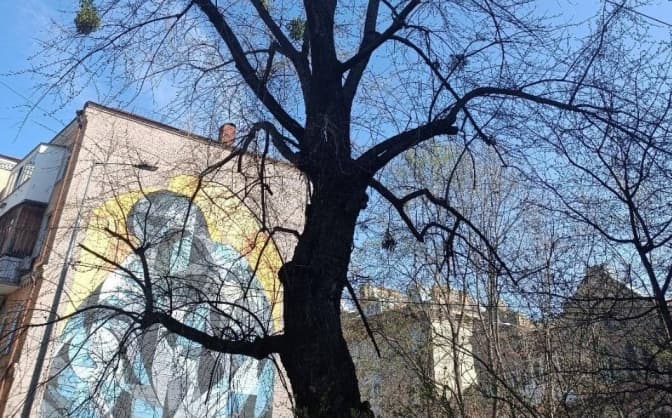 Кияни збирають кошти на лікування клену на Подолі