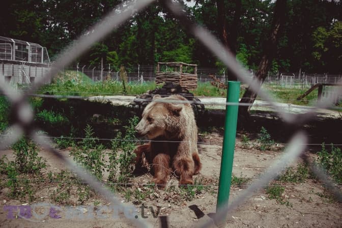 У ведмежому притулку «Домажир» планують встановити всеукраїнський рекорд