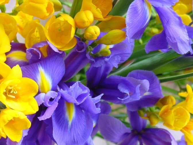 Львівський ботсад сьогодні запрошує на День відкритих дверей