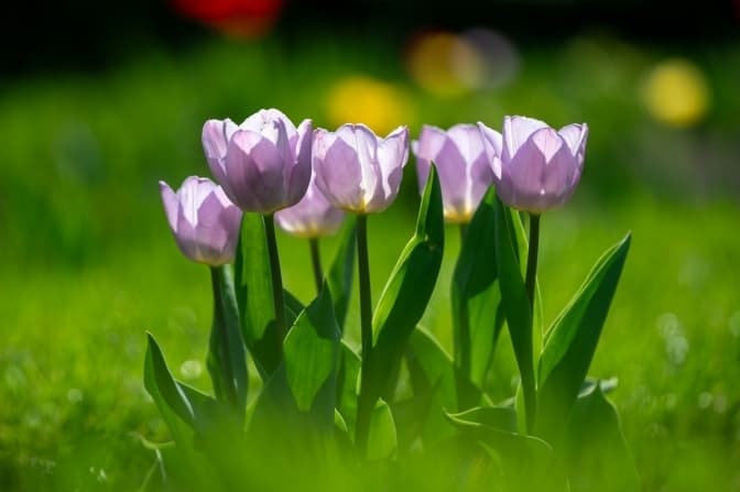 У Львові триває конкурс на найкращі фото квітучих локацій міста. Де знайти ці місця та як взяти участь