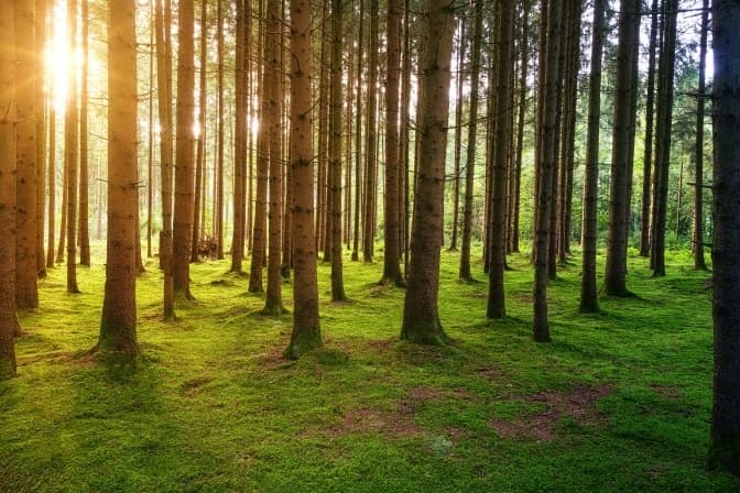 Мільйон дерев за одну добу. По всій країні відбувся масштабний екопроєкт «Озеленення України»