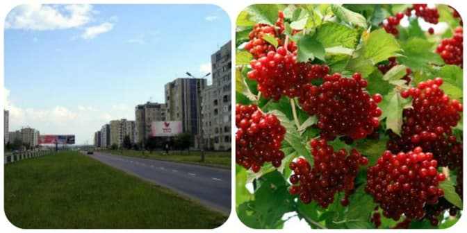 У Львові з’явиться калинова алея