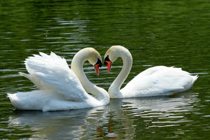 фото: animalsglobe.ru