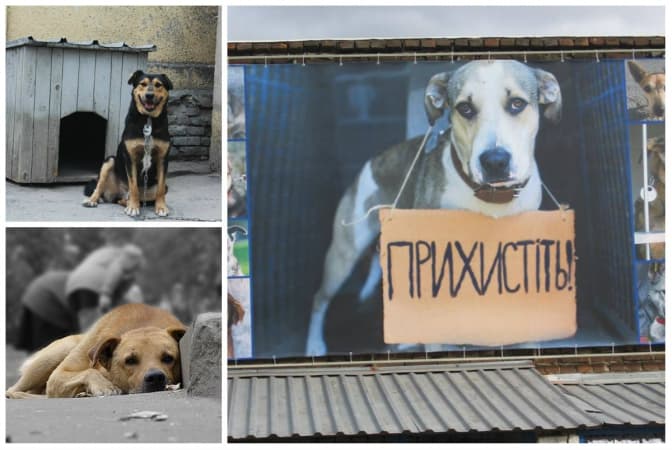 Львів'ян запрошують допомогти прихистити безпритульних собак