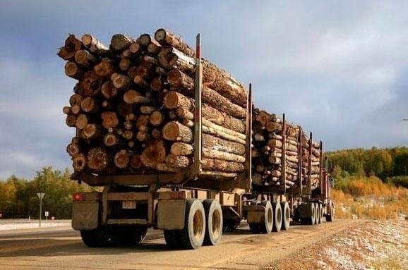 Підприємство на Львівщині сплатить штраф за незаконну вирубку лісу