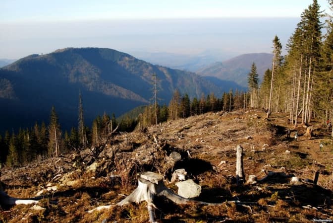 СБУ викрила нелегальну вирубку лісу біля Львова. Фото