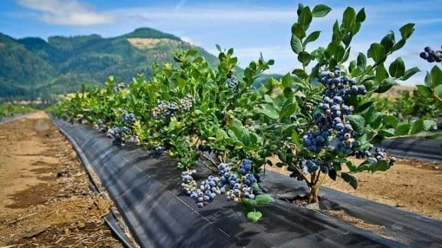 Львівська компанія продаватиме лохину і чорницю в Китай