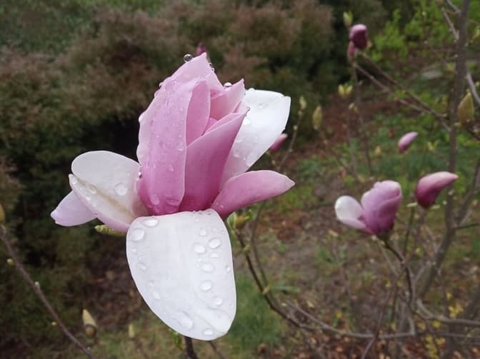 Фото: Ботанічний сад ЛНУ ім.І.Франка