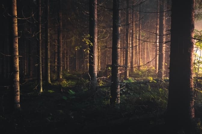 На Львівщині організували пошуки грибника, який зник ще 4 жовтня. Фото