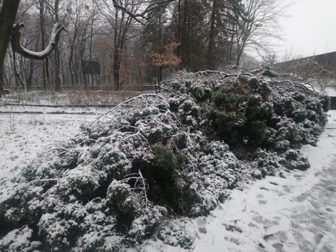У львівському Парку культури регулярно нищать дерева