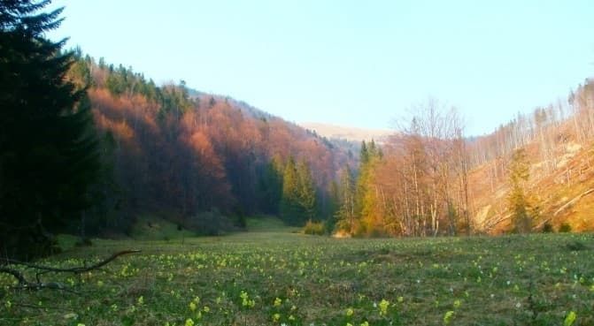 У «Сколівських Бескидах» зацвіло лісове зілля. Чим воно корисне