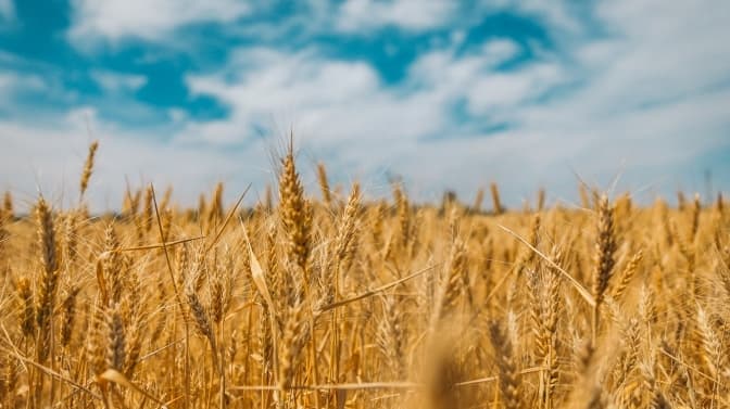 Від сьогодні в Україні штрафуватимуть за порушення мовного закону