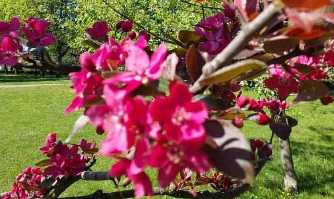 У Києві з'явиться ще одна алея сакур