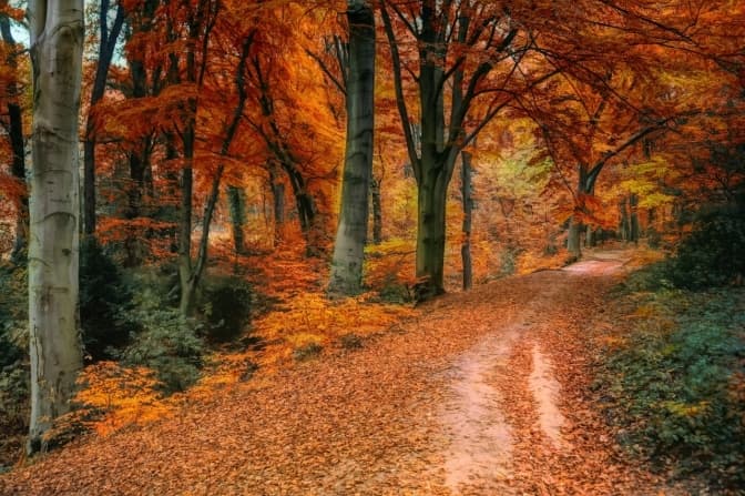 У Львові збільшать площу парків та покращать їхнє утримання