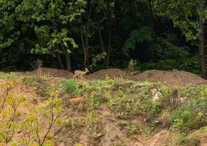 «Малоголосківські пагорби» у Львові можуть стати об'єктом природо-заповідного фонду