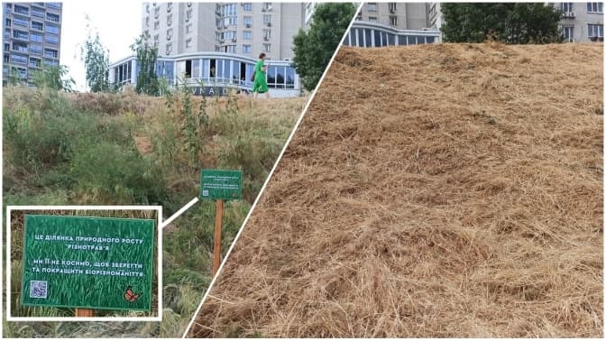 У Києві знищили експериментальну ділянку з різнотрав’ям, яку обіцяли не косити. Причина