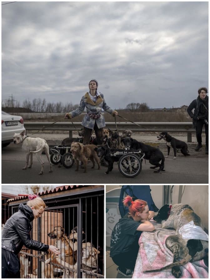 На Київщині притулок, де рятують тварин з Херсонщини, можуть закрити. Як допомогти