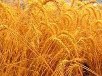 На українському ринку почала дорожчати пшениця