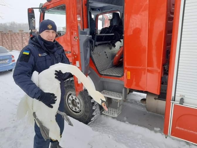 У Сокалі врятували лебедів, які примерзли до річки. Фото дня