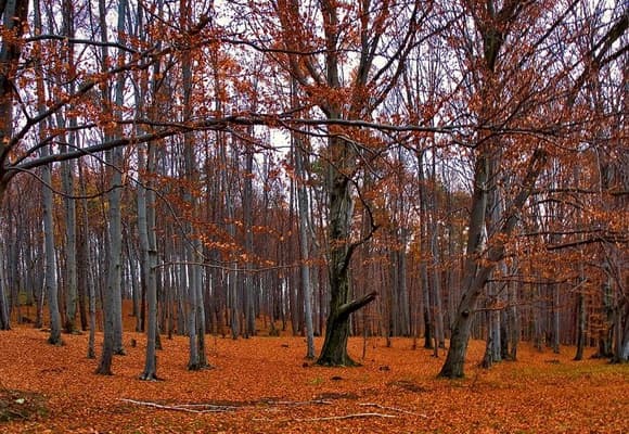 Львів’ян запрошують на мандрівку в Яворівський природний парк