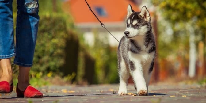 У Львові планують облаштувати новий майданчик для вигулу собак