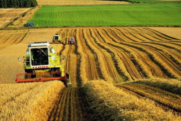 На Львівщині відкрили перший агрокооператив: що вирощуватимуть?