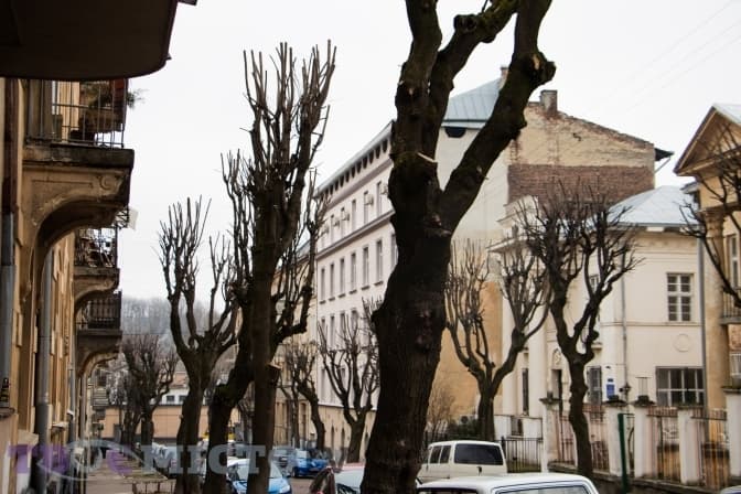 Де цього тижня у Львові зрізатимуть дерева. Адреси