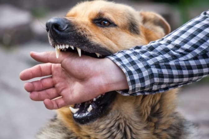 Львів’ян попереджають про собаку, що кусає перехожих