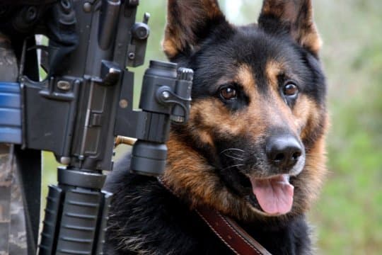 У Львові збирають допомогу для військових собак. Перелік необхідного