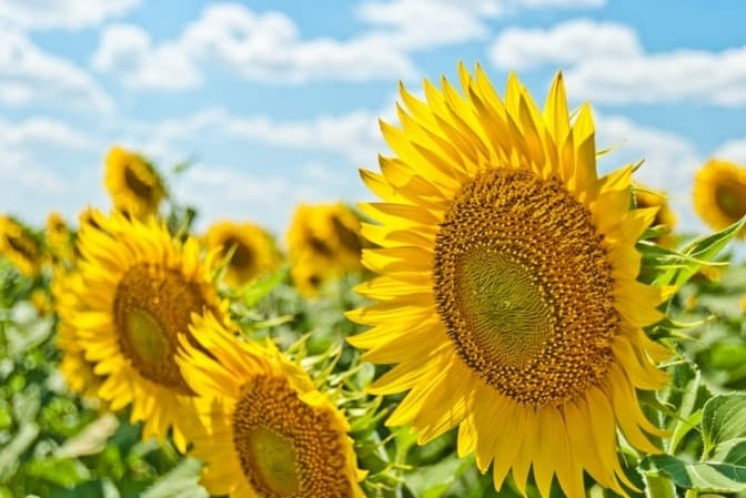 До +26 і дрібний дощ. Якою буде погода у Львові на вихідних