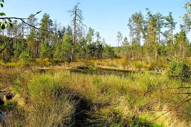 «Торфовище Білогорща» у Львові відновлять за грантові кошти