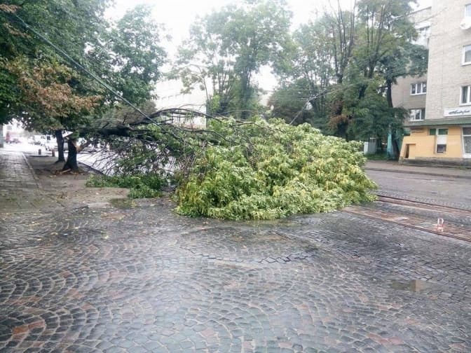 Що робити і куди звертатися якщо впало дерево