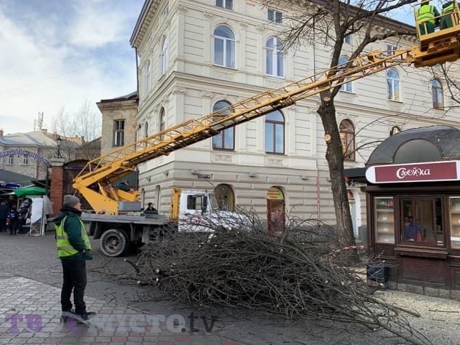 На площі Галицький у Львові зрізали ясени і тополі. Фото