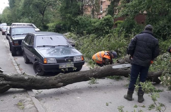 Вітер у Львові повалив дерева. Фото