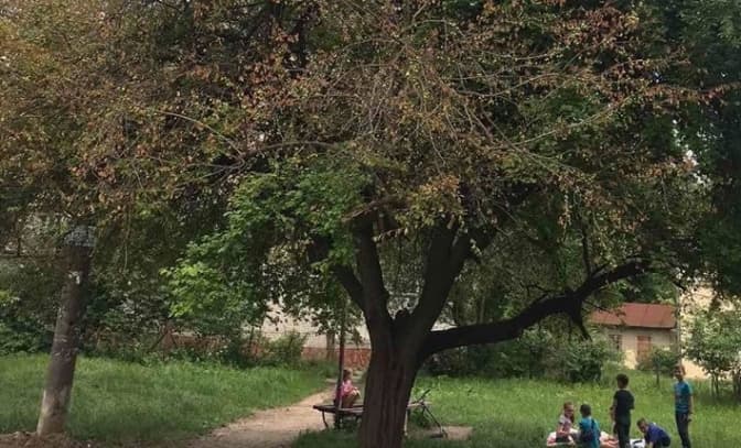 У Львові розшукують зловмисників, які отруїли 25 дерев задля парковки. Фото