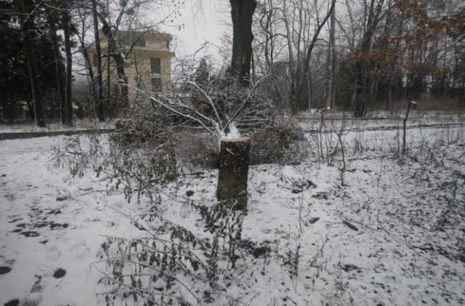 У львівському Парку культури регулярно крадуть дерева. Їх перефарбують у «некрасиві кольори»