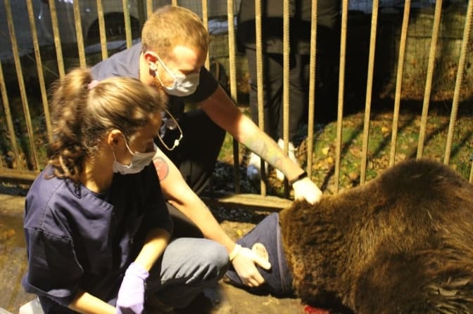 У притулок «Домажир» переведуть ведмедя із відпочинкового комплексу «Шепільська»