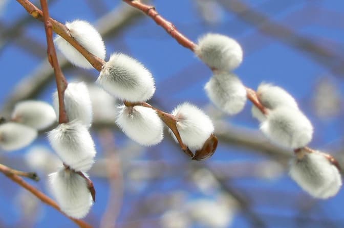Львів’ян запрошують на виготовлення Великодньої верби