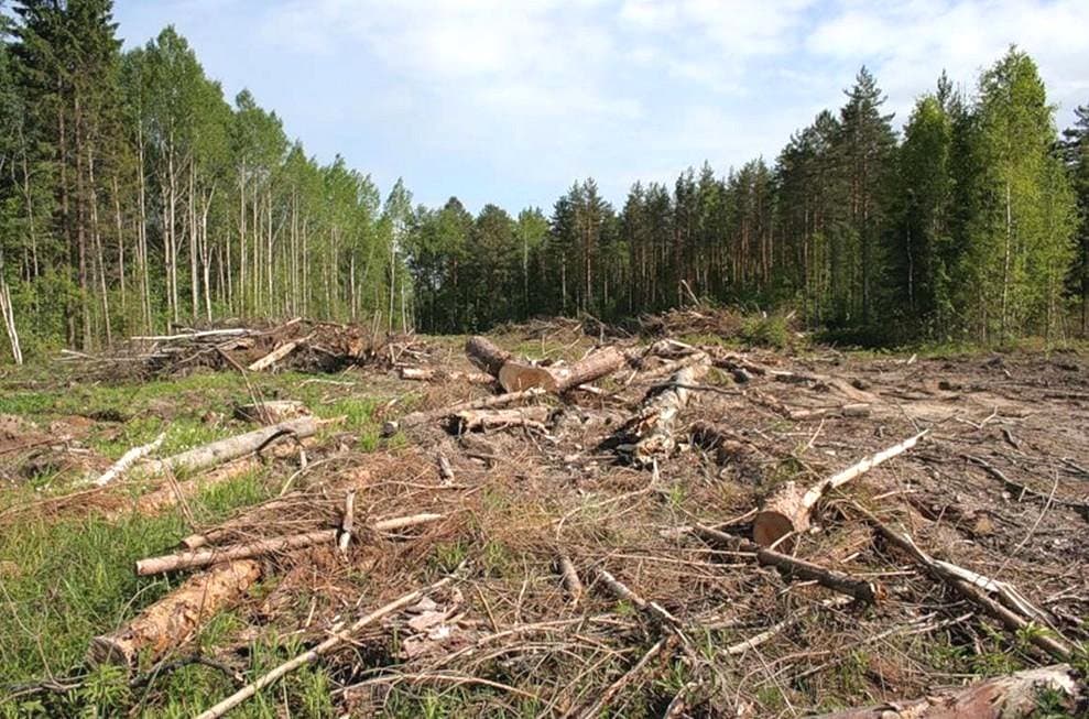 Що спільного між крадіжками лісу і ввезенням «блях»