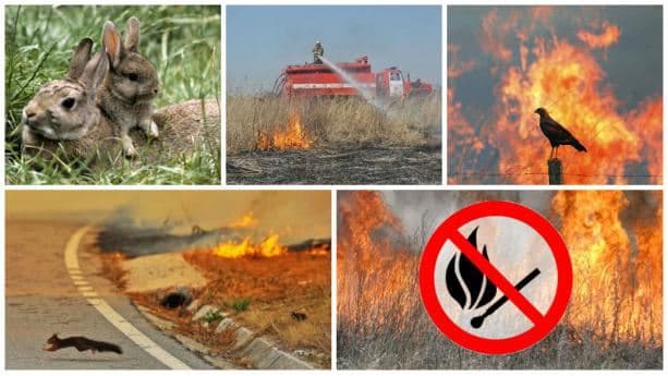 Львів’ян закликають не cпалювати сухостій