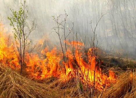 Мешканців мікрорайону Рясне у Львові попереджають про загоряння торфовищ